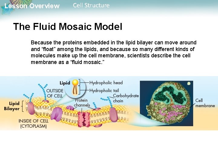Lesson Overview Cell Structure The Fluid Mosaic Model Because the proteins embedded in the Lesson Overview Cell Structure The Fluid Mosaic Model Because the proteins embedded in the