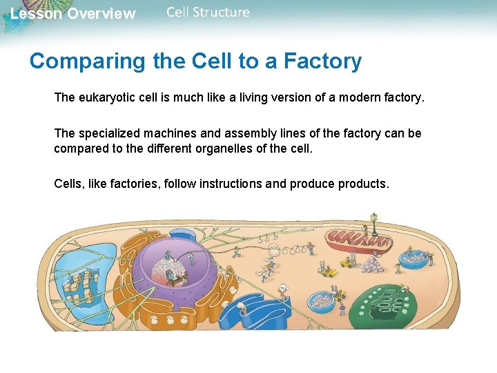 Lesson Overview Cell Structure Comparing the Cell to a Factory The eukaryotic cell is Lesson Overview Cell Structure Comparing the Cell to a Factory The eukaryotic cell is