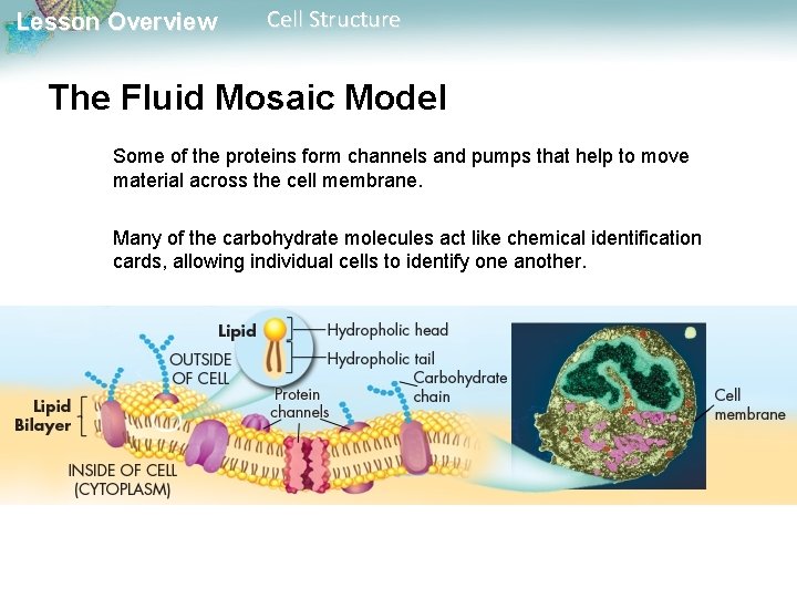 Lesson Overview Cell Structure The Fluid Mosaic Model Some of the proteins form channels Lesson Overview Cell Structure The Fluid Mosaic Model Some of the proteins form channels