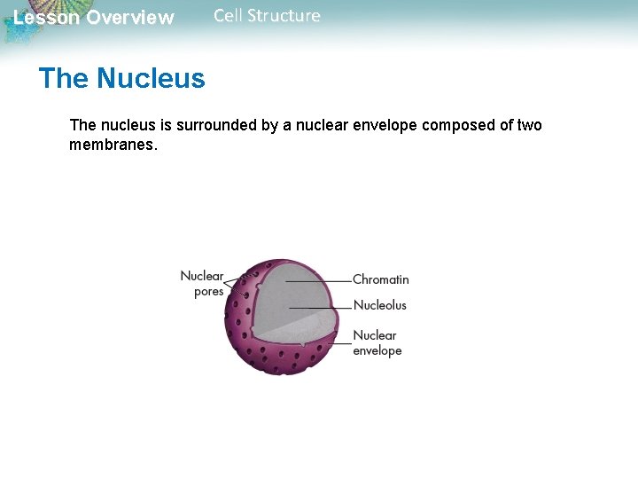 Lesson Overview Cell Structure The Nucleus The nucleus is surrounded by a nuclear envelope Lesson Overview Cell Structure The Nucleus The nucleus is surrounded by a nuclear envelope