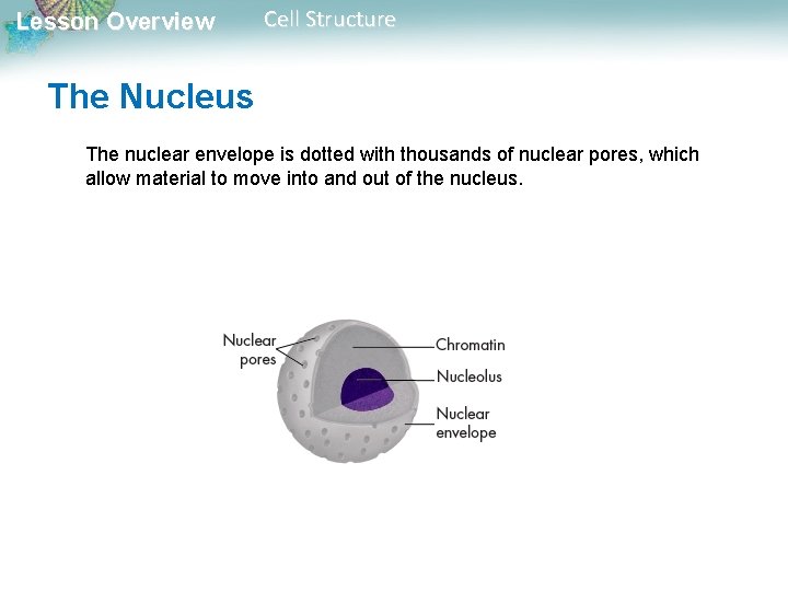 Lesson Overview Cell Structure The Nucleus The nuclear envelope is dotted with thousands of Lesson Overview Cell Structure The Nucleus The nuclear envelope is dotted with thousands of