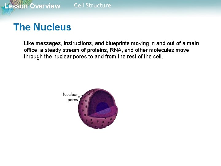 Lesson Overview Cell Structure The Nucleus Like messages, instructions, and blueprints moving in and Lesson Overview Cell Structure The Nucleus Like messages, instructions, and blueprints moving in and