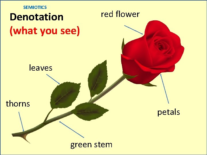 SEMIOTICS Denotation (what you see) red flower leaves thorns petals green stem 