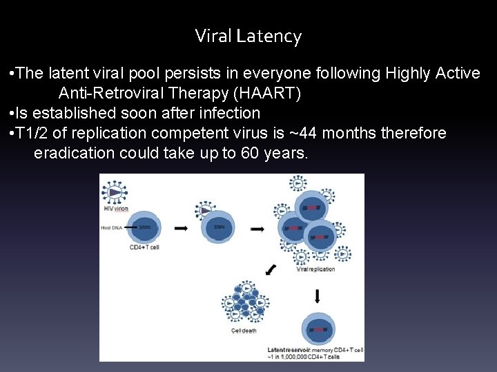 Viral Latency • The latent viral pool persists in everyone following Highly Active Anti-Retroviral