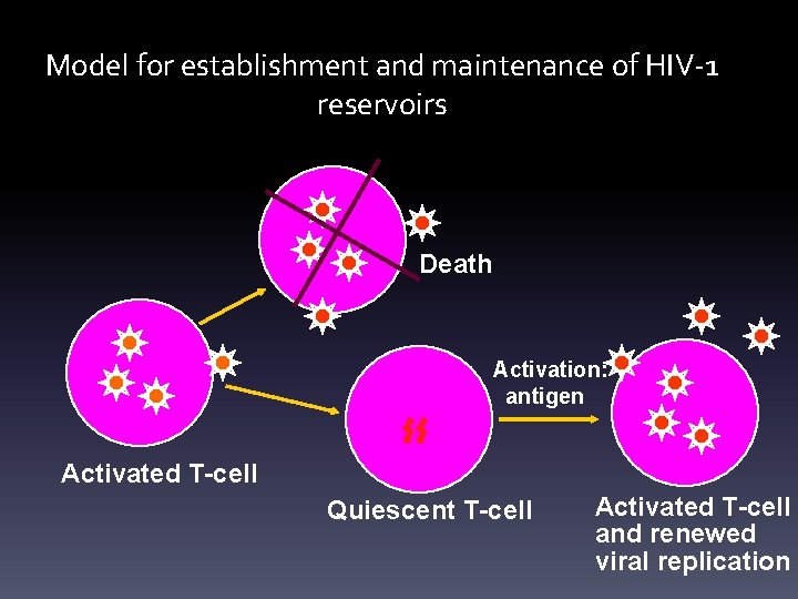 Model for establishment and maintenance of HIV-1 reservoirs Death Activation: antigen Activated T-cell Quiescent