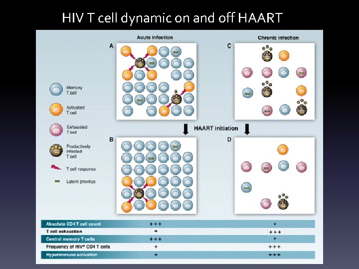HIV T cell dynamic on and off HAART 