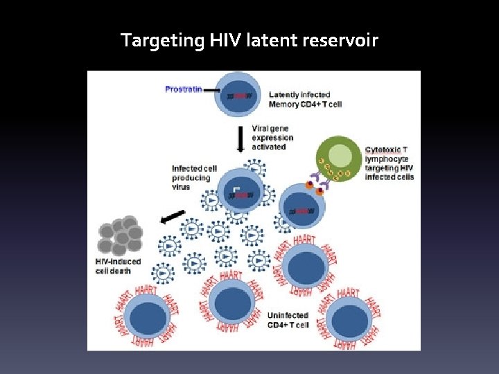 Targeting HIV latent reservoir 