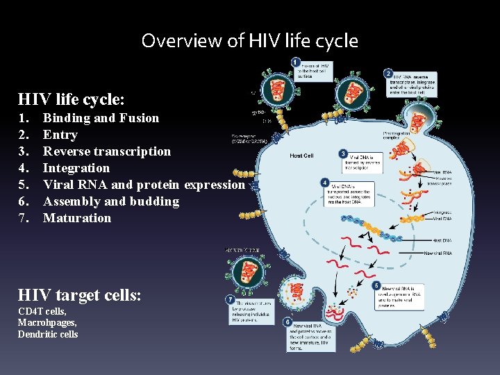 Overview of HIV life cycle: 1. 2. 3. 4. 5. 6. 7. Binding and