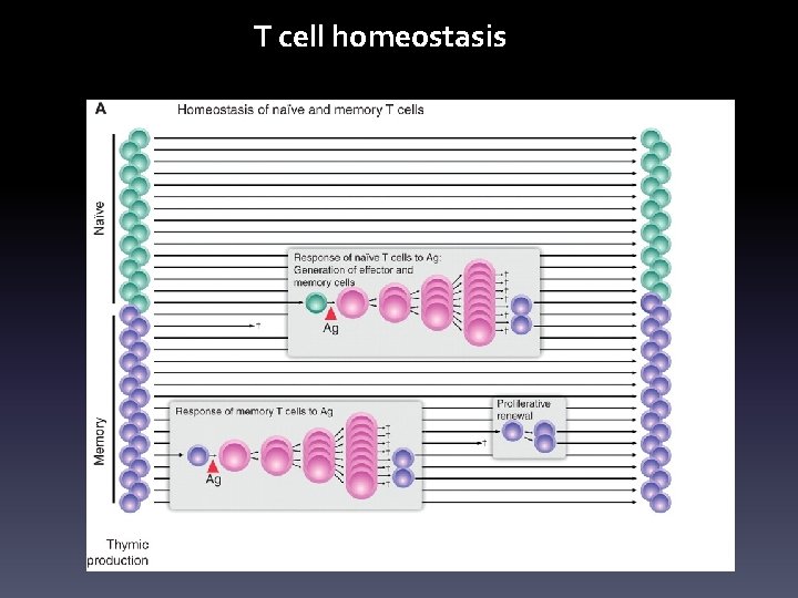 T cell homeostasis 