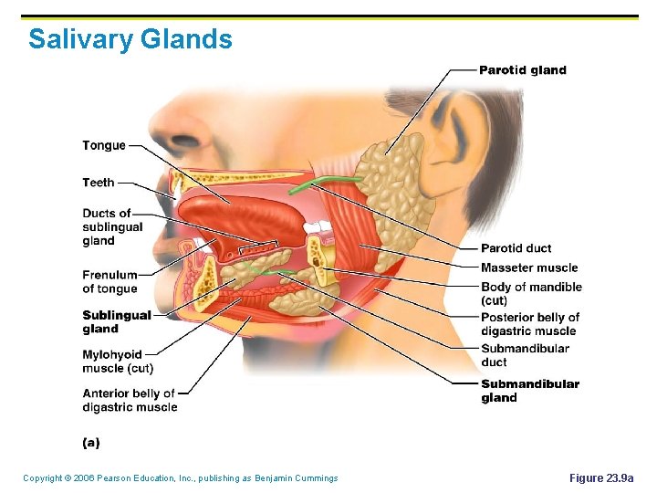 Salivary Glands Copyright © 2006 Pearson Education, Inc. , publishing as Benjamin Cummings Figure