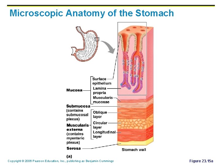 Microscopic Anatomy of the Stomach Copyright © 2006 Pearson Education, Inc. , publishing as