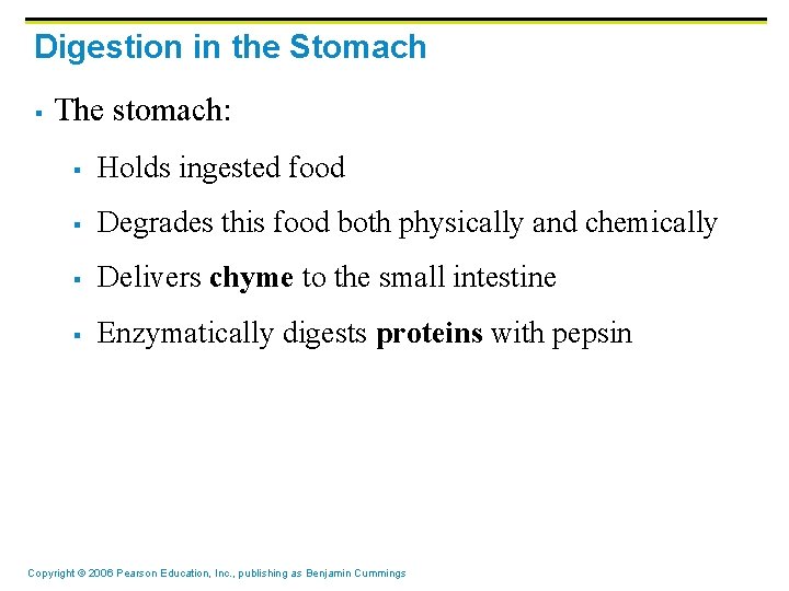 Digestion in the Stomach § The stomach: § Holds ingested food § Degrades this