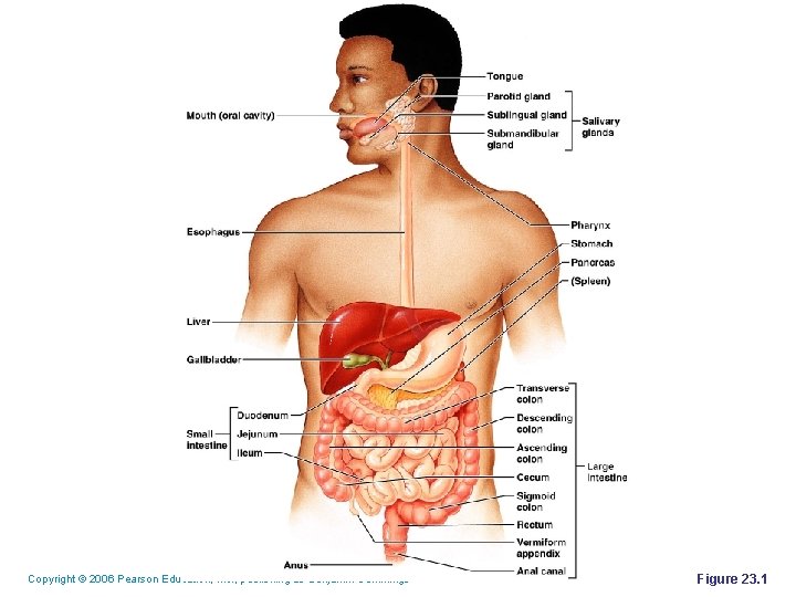 Copyright © 2006 Pearson Education, Inc. , publishing as Benjamin Cummings Figure 23. 1