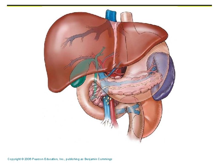 Copyright © 2006 Pearson Education, Inc. , publishing as Benjamin Cummings 