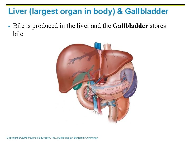 Liver (largest organ in body) & Gallbladder § Bile is produced in the liver