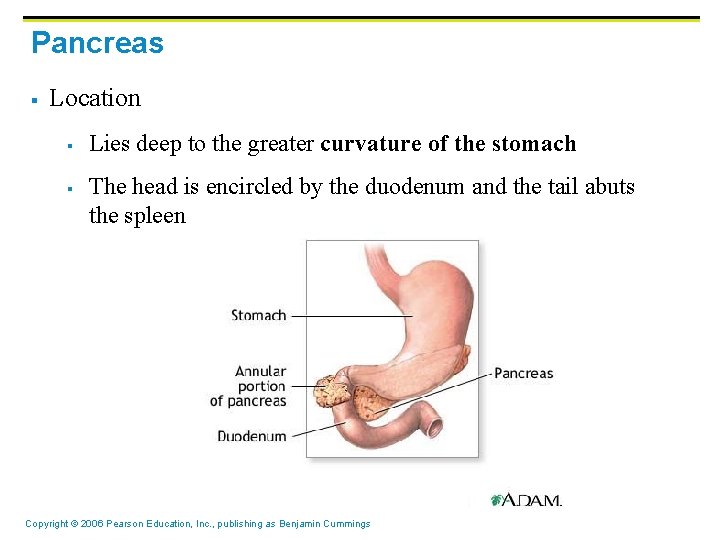 Pancreas § Location § § Lies deep to the greater curvature of the stomach