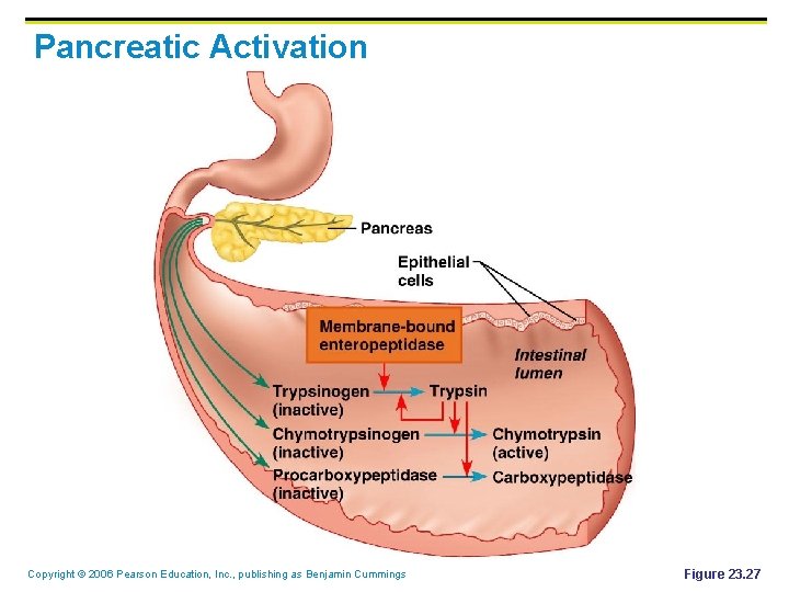 Pancreatic Activation Copyright © 2006 Pearson Education, Inc. , publishing as Benjamin Cummings Figure