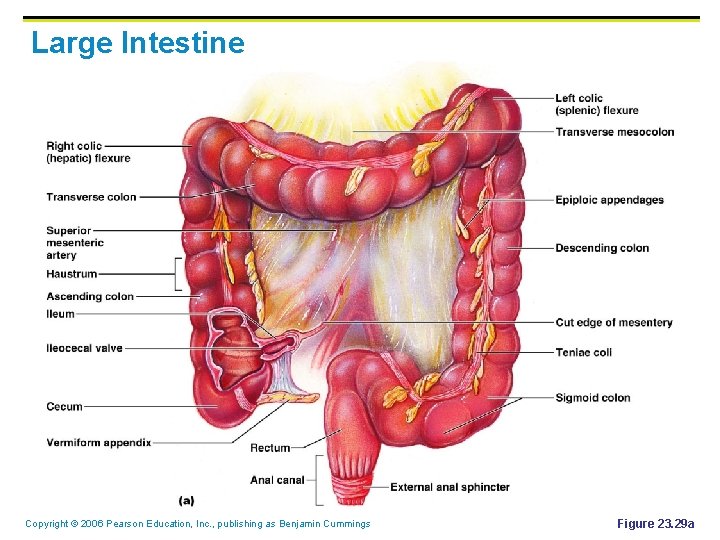 Large Intestine Copyright © 2006 Pearson Education, Inc. , publishing as Benjamin Cummings Figure