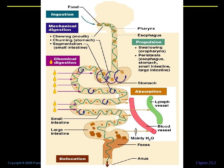 Copyright © 2006 Pearson Education, Inc. , publishing as Benjamin Cummings Figure 23. 2