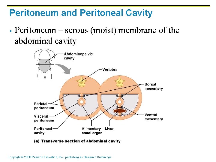 Peritoneum and Peritoneal Cavity § Peritoneum – serous (moist) membrane of the abdominal cavity