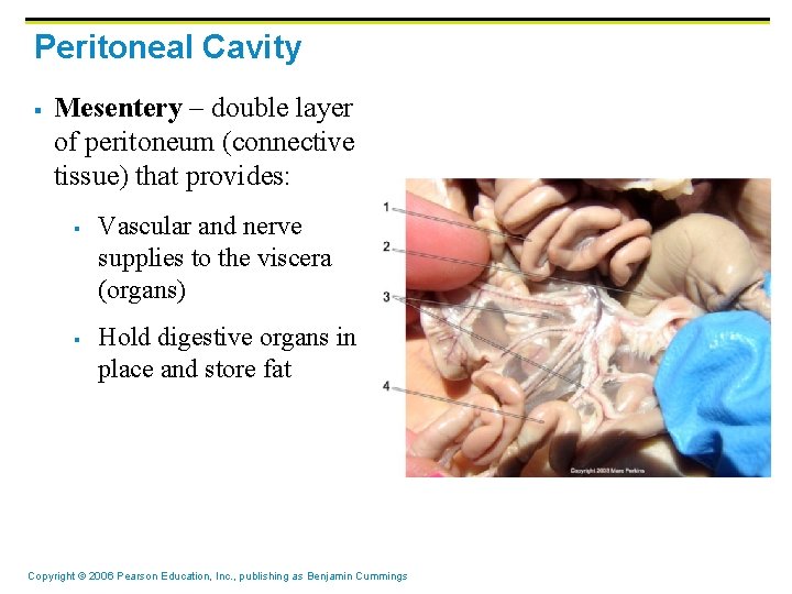 Peritoneal Cavity § Mesentery – double layer of peritoneum (connective tissue) that provides: §