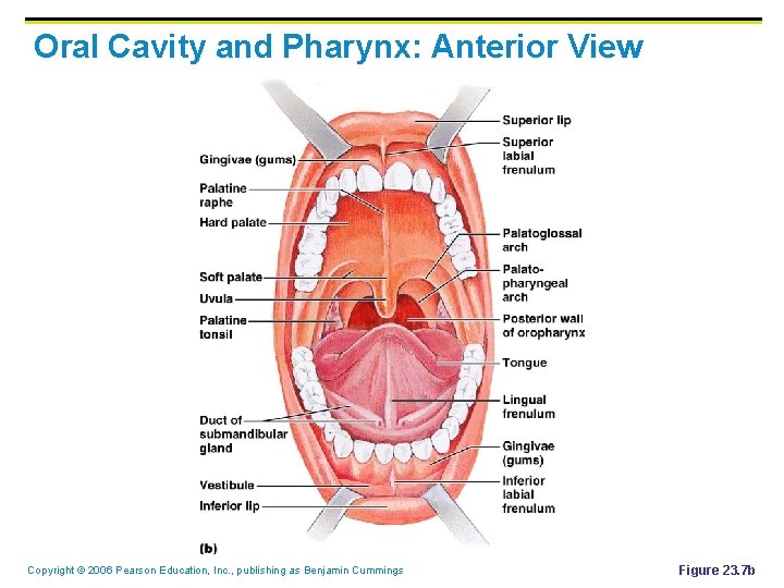 Oral Cavity and Pharynx: Anterior View Copyright © 2006 Pearson Education, Inc. , publishing