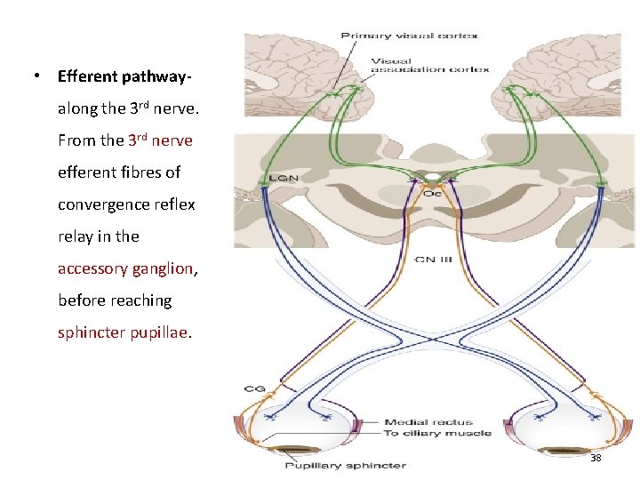  • Efferent pathwayalong the 3 rd nerve. From the 3 rd nerve efferent