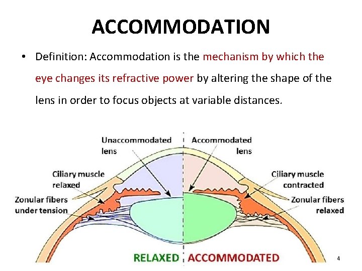 ACCOMMODATION • Definition: Accommodation is the mechanism by which the eye changes its refractive ACCOMMODATION • Definition: Accommodation is the mechanism by which the eye changes its refractive