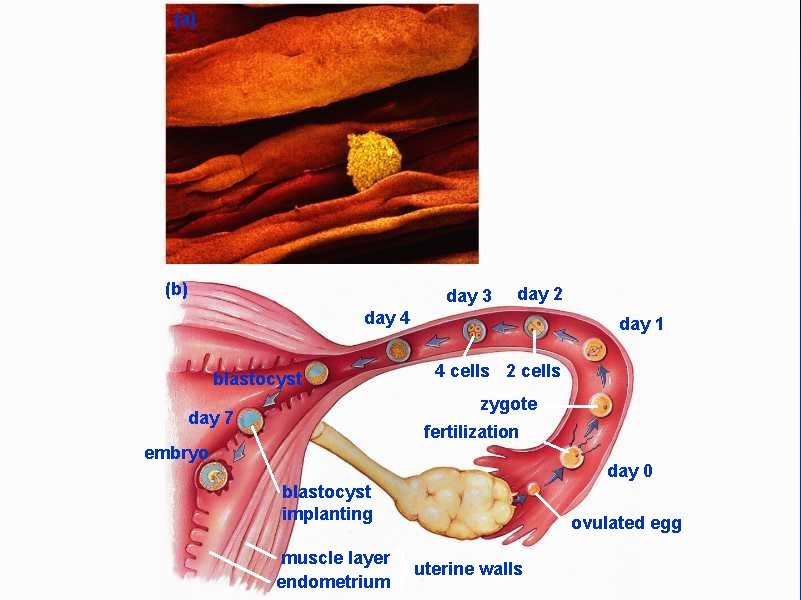 (a) (b) day 3 day 2 day 4 blastocyst day 1 4 cells 2