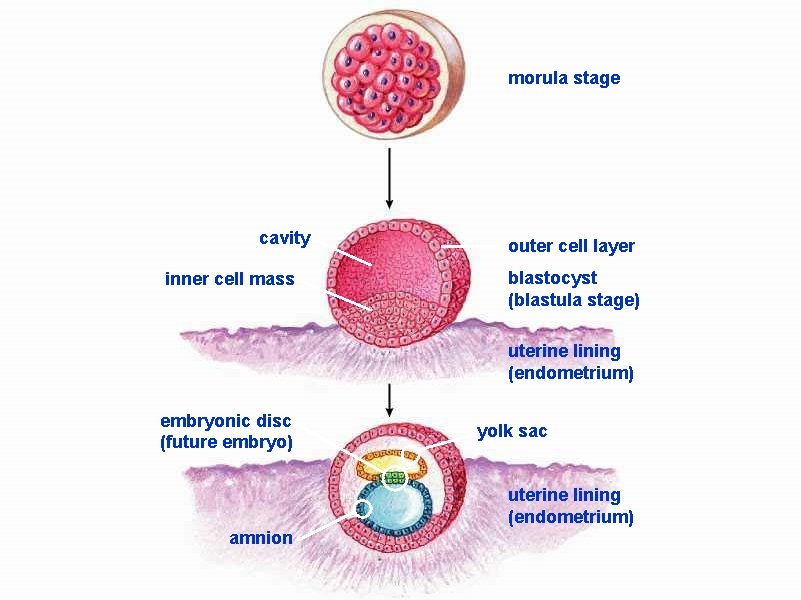 morula stage cavity inner cell mass outer cell layer blastocyst (blastula stage) uterine lining