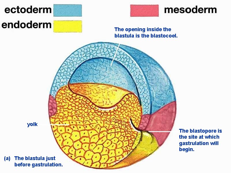 The opening inside the blastula is the blastocoel. yolk The blastopore is the site