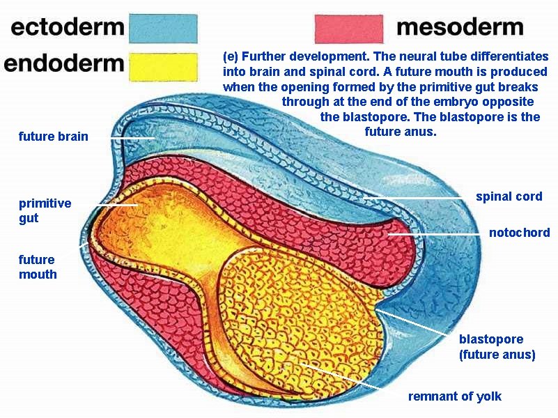 future brain primitive gut (e) Further development. The neural tube differentiates into brain and