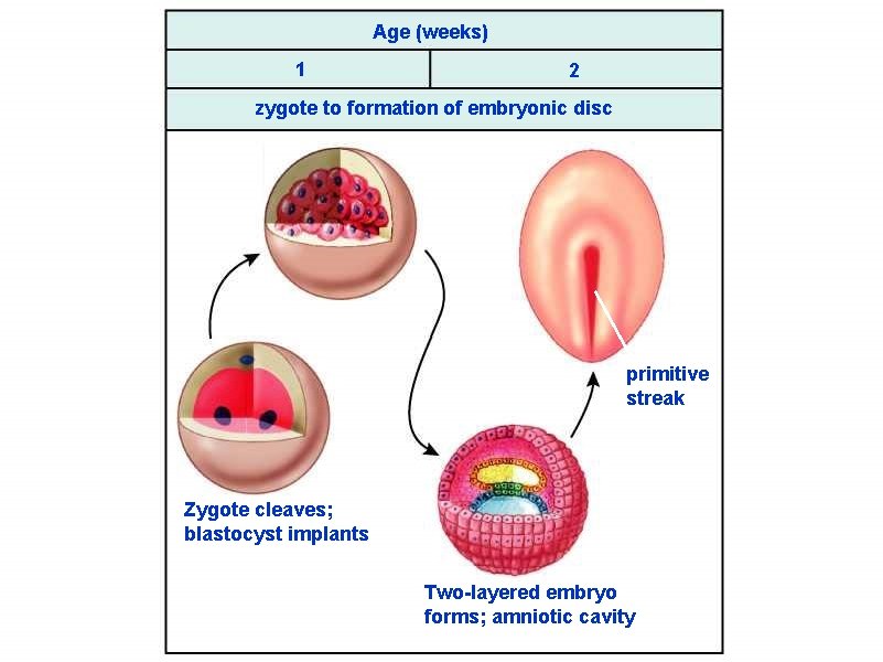 Age (weeks) 1 2 zygote to formation of embryonic disc primitive streak Zygote cleaves;