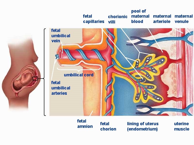 pool of fetal chorionic maternal blood capillaries villi arteriole venule fetal umbilical vein umbilical