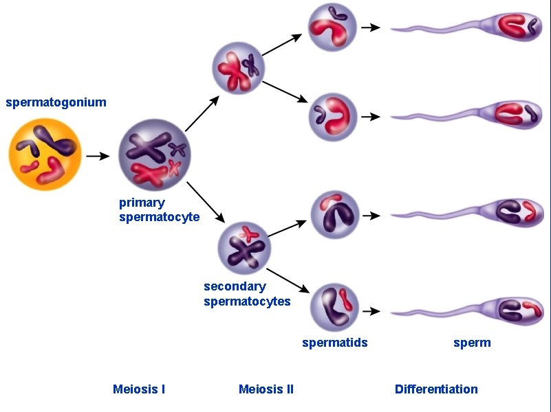 spermatogonium primary spermatocyte secondary spermatocytes spermatids Meiosis II sperm Differentiation 