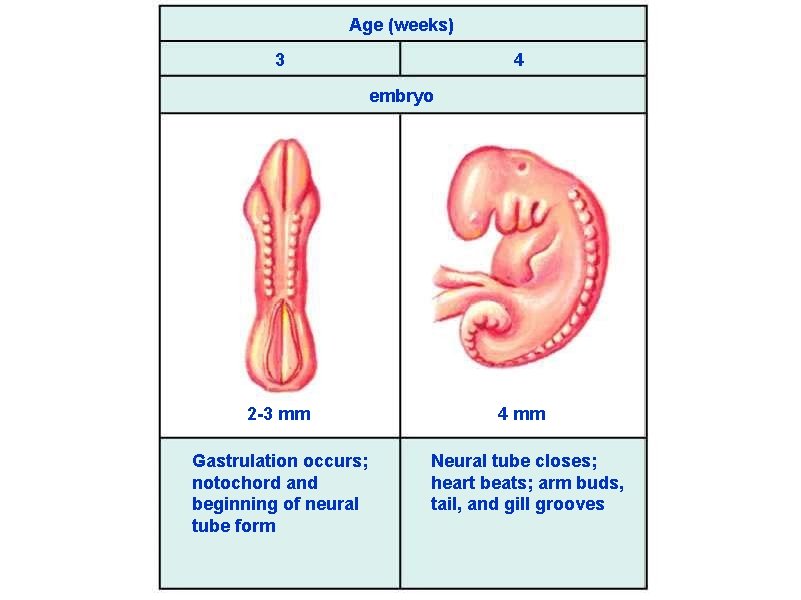 Age (weeks) 3 4 embryo 2 -3 mm Gastrulation occurs; notochord and beginning of