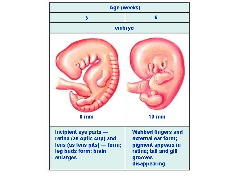 Age (weeks) 6 5 embryo 8 mm Incipient eye parts — retina (as optic