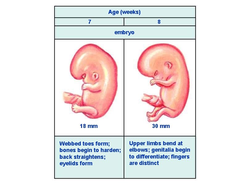 Age (weeks) 7 8 embryo 18 mm 30 mm Webbed toes form; bones begin