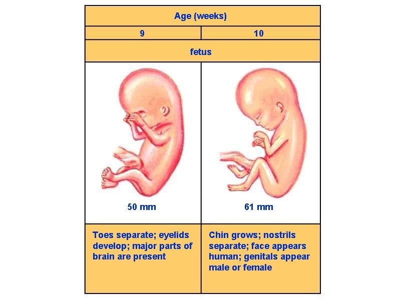 Age (weeks) 9 10 fetus 50 mm 61 mm Toes separate; eyelids develop; major