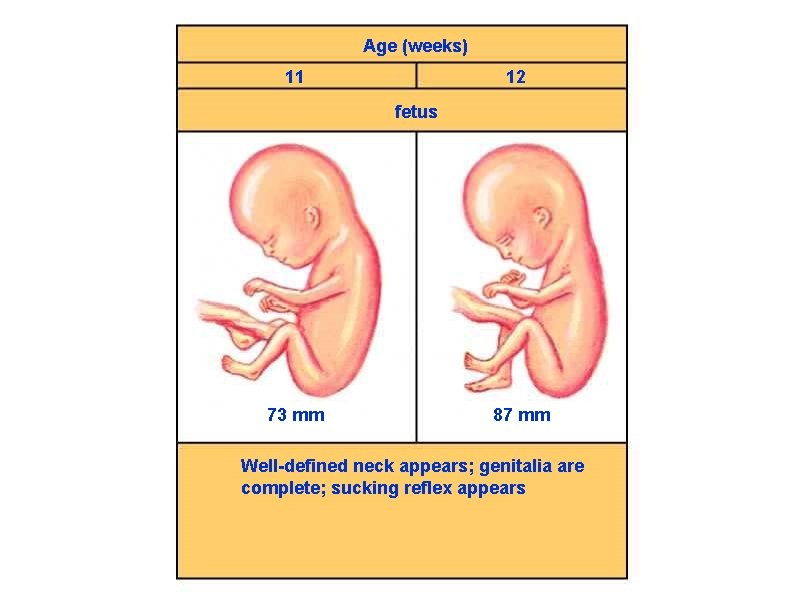 Age (weeks) 11 12 fetus 73 mm 87 mm Well-defined neck appears; genitalia are