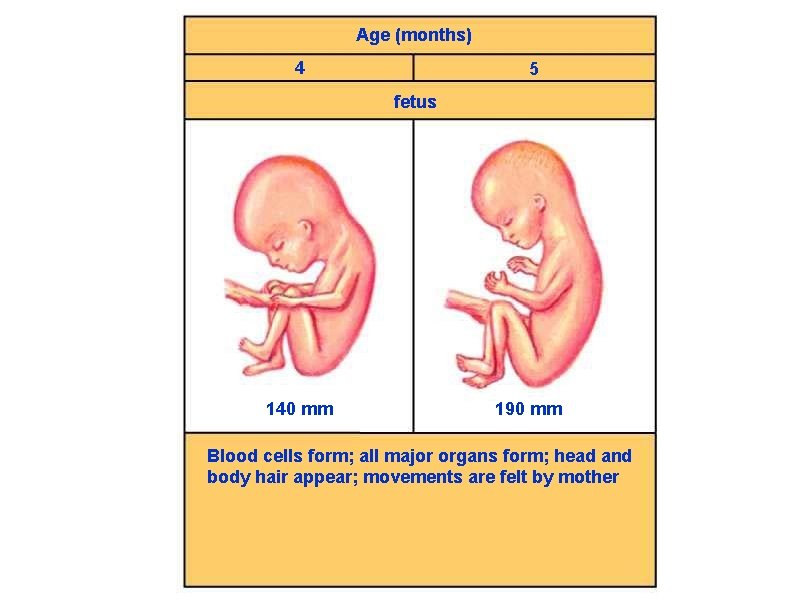 Age (months) 4 5 fetus 140 mm 190 mm Blood cells form; all major