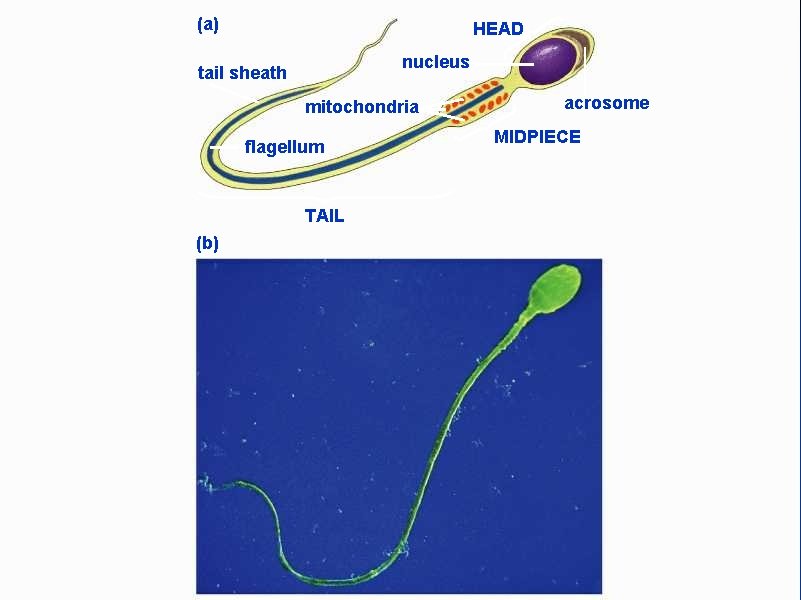 (a) HEAD nucleus tail sheath mitochondria flagellum TAIL (b) acrosome MIDPIECE 