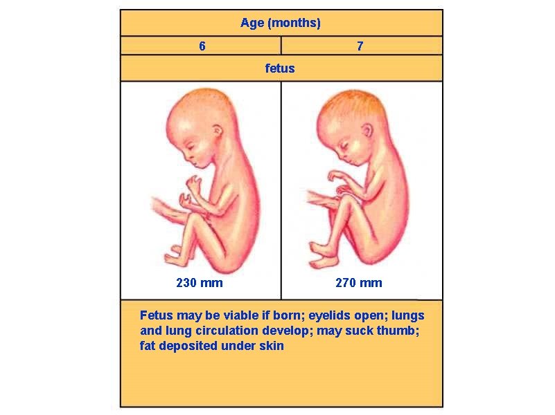 Age (months) 6 7 fetus 230 mm 270 mm Fetus may be viable if