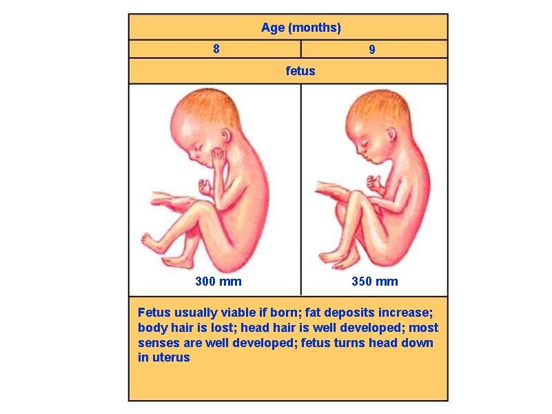 Age (months) 8 9 fetus 300 mm 350 mm Fetus usually viable if born;