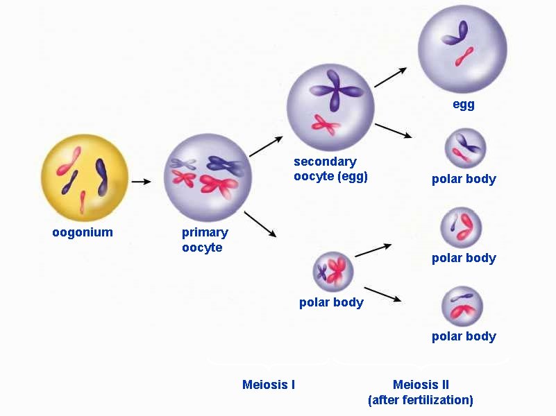 egg secondary oocyte (egg) oogonium primary oocyte polar body Meiosis II (after fertilization) 