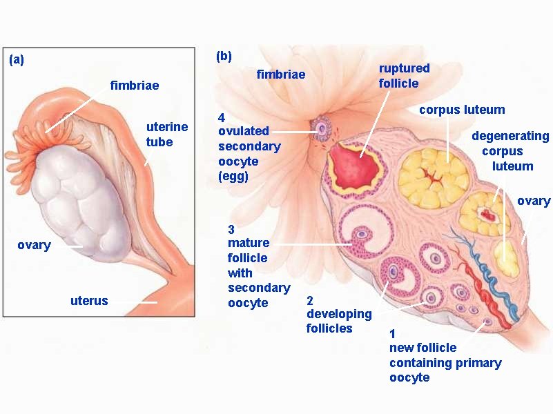 (b) (a) fimbriae uterine tube ruptured follicle fimbriae corpus luteum 4 ovulated secondary oocyte