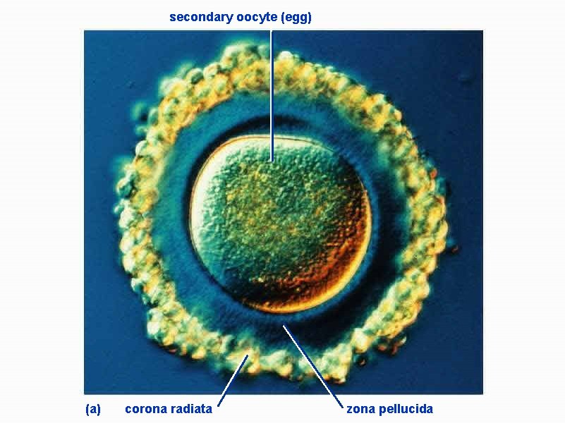 secondary oocyte (egg) (a) corona radiata zona pellucida 