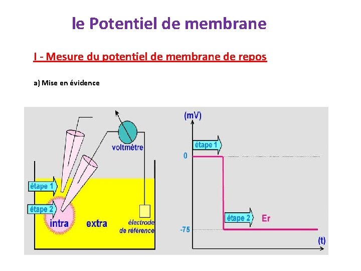le Potentiel de membrane I - Mesure du potentiel de membrane de repos a)
