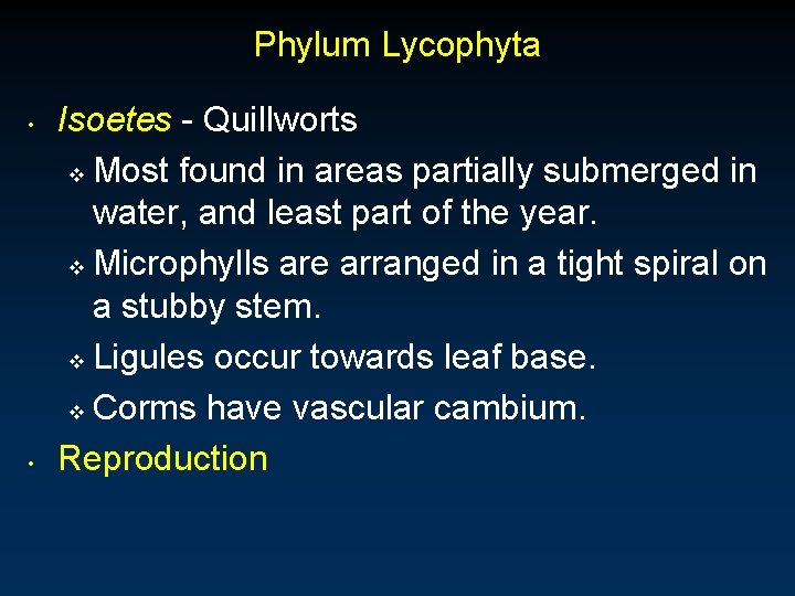 Phylum Lycophyta • • Isoetes - Quillworts v Most found in areas partially submerged