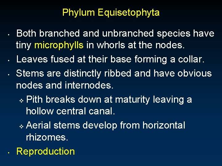Phylum Equisetophyta • • Both branched and unbranched species have tiny microphylls in whorls